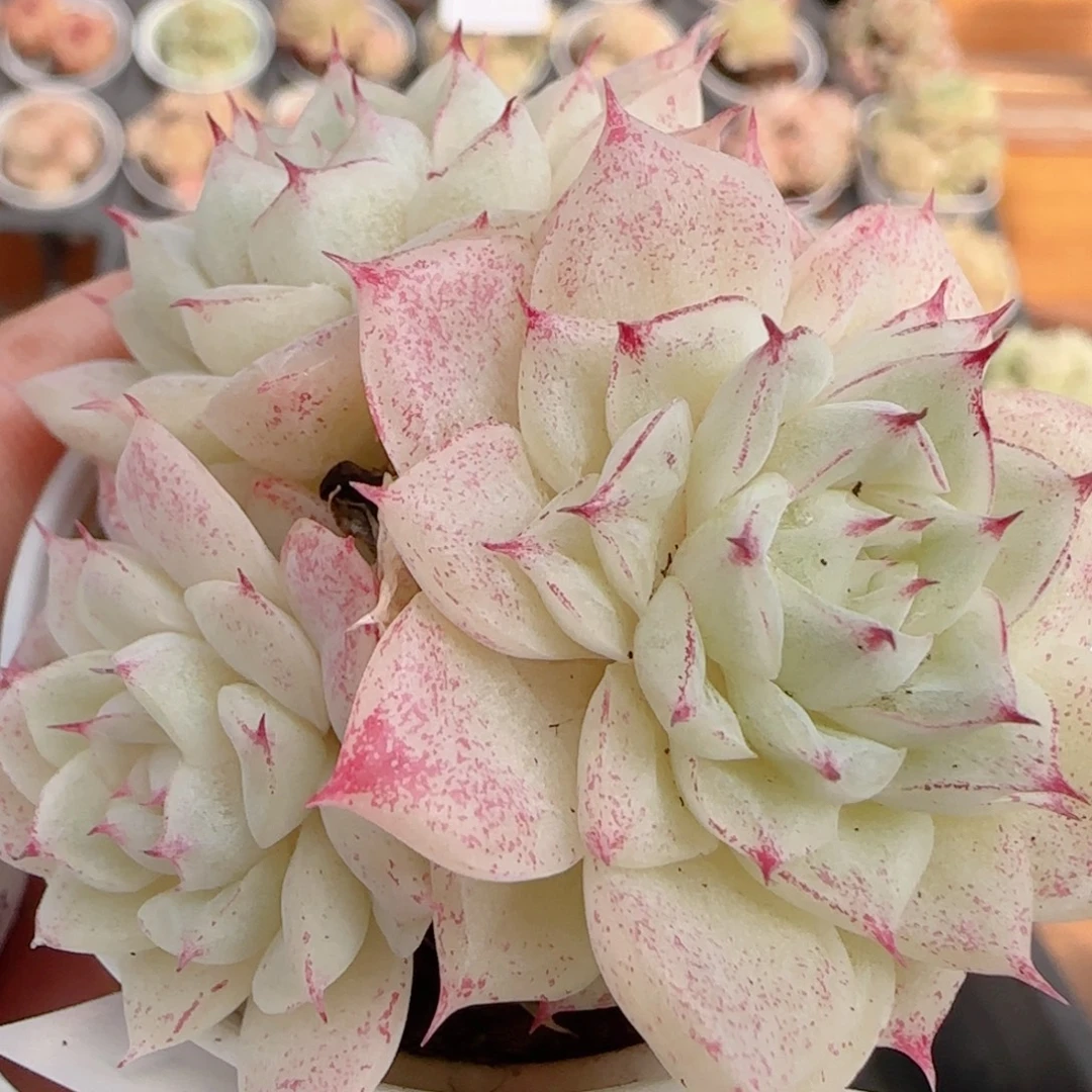 花语多肉1222-142女王散