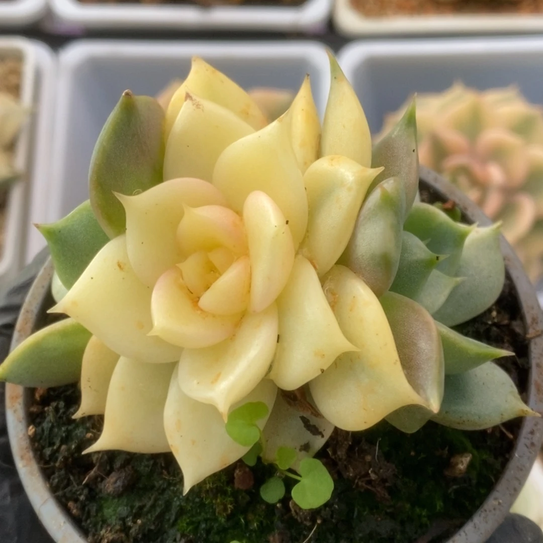 068贝加尔湖锦锦锦锦锦锦锦