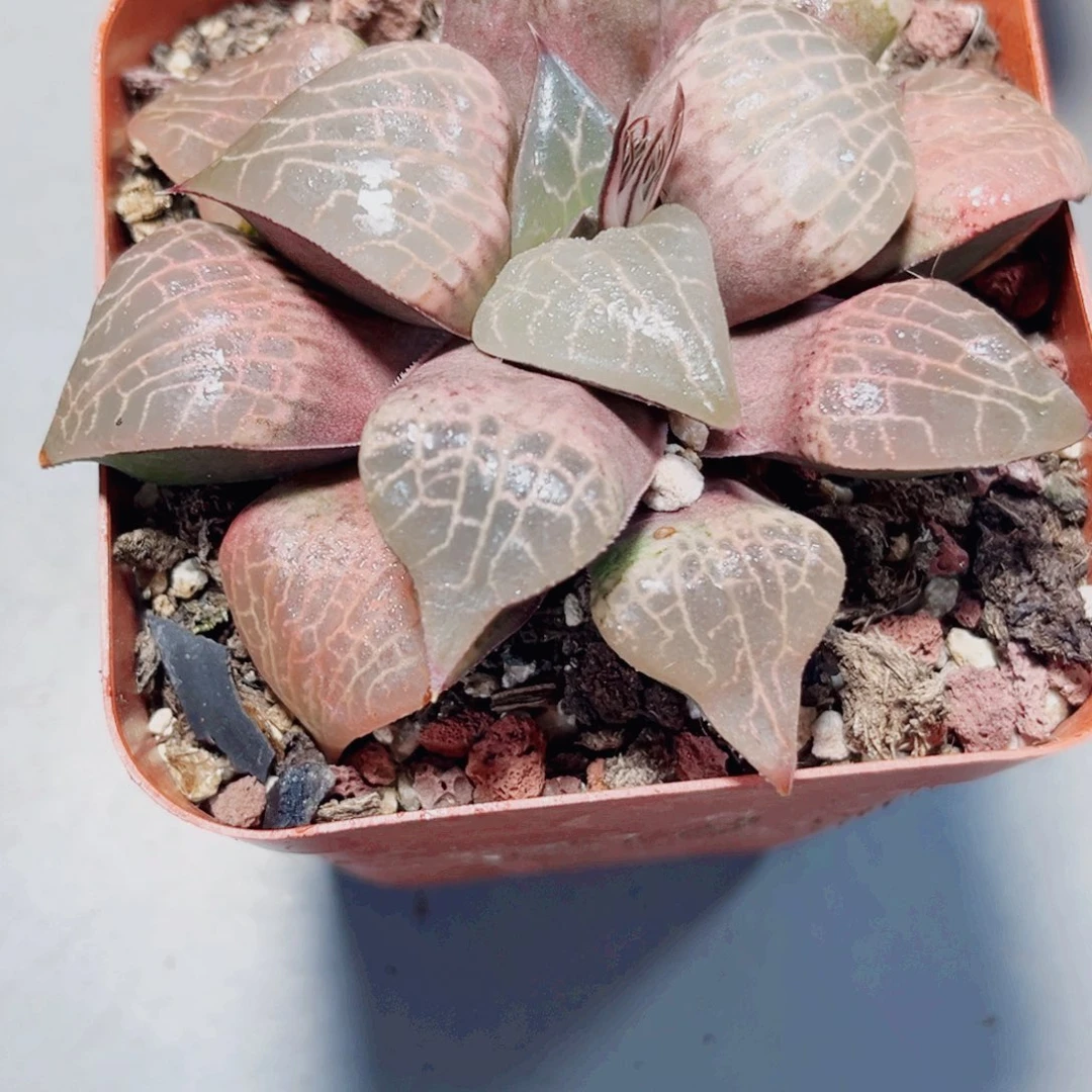 粉玻璃康平多肉植物