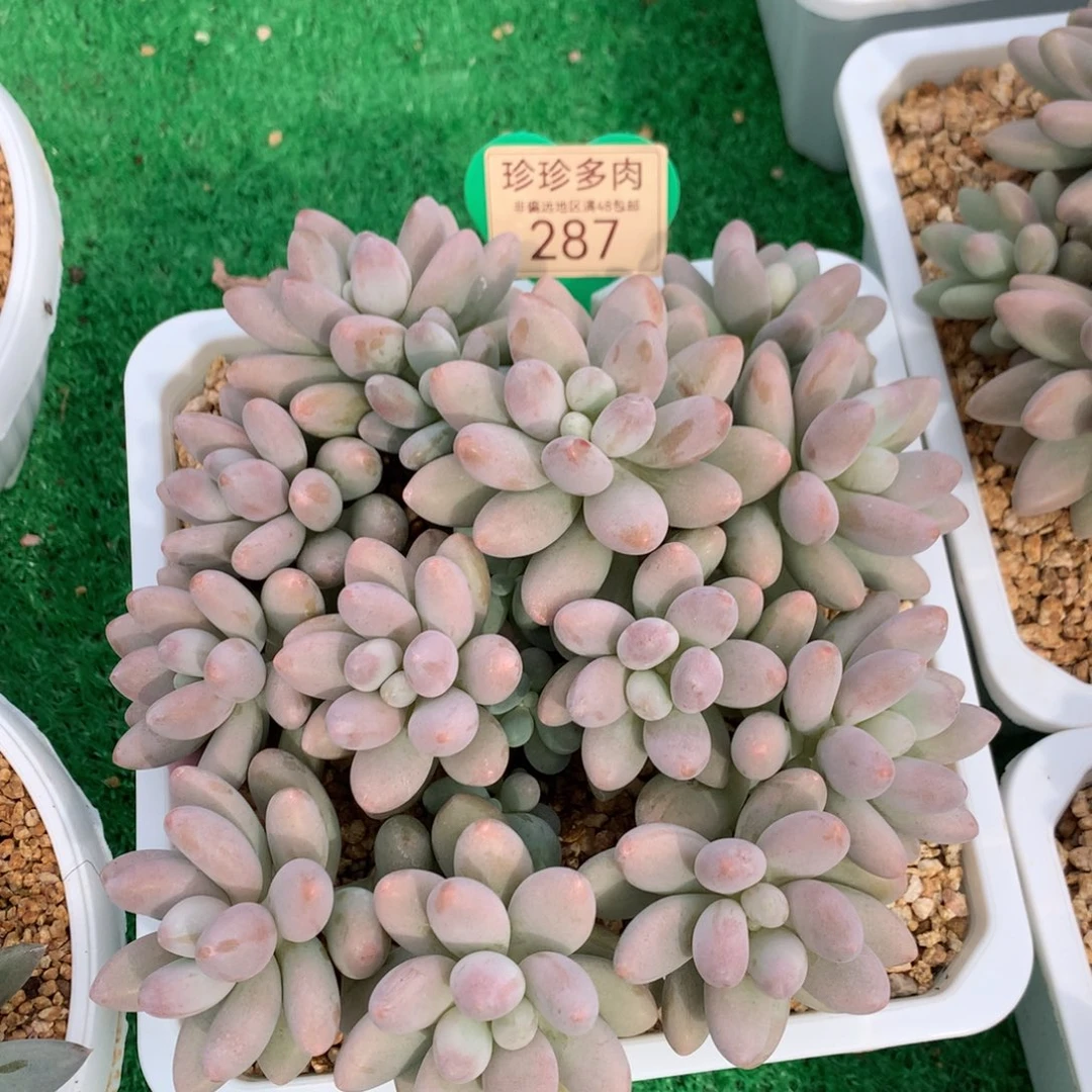 粉色恋人矮桩平头287