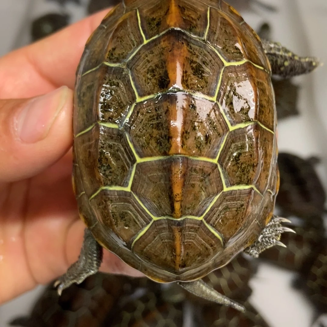 中华草龟公母搭配