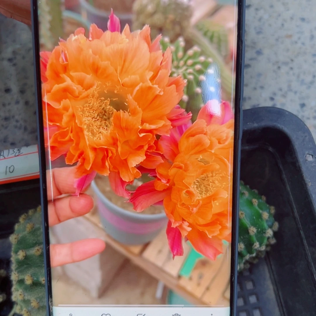 下59彩草江南13 歪无根侧芽4公分左右20包邮