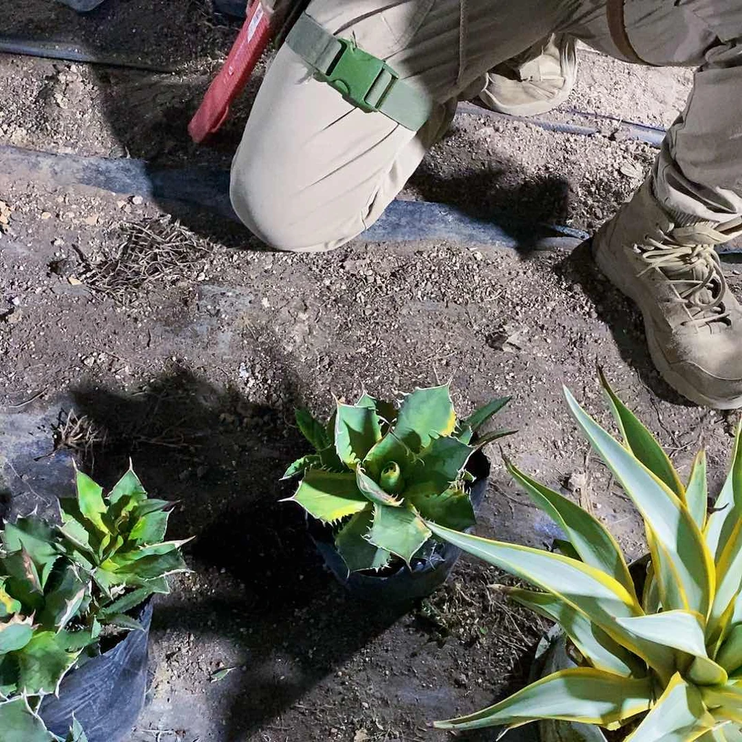 小*@0028蓝霸王腹轮一颗