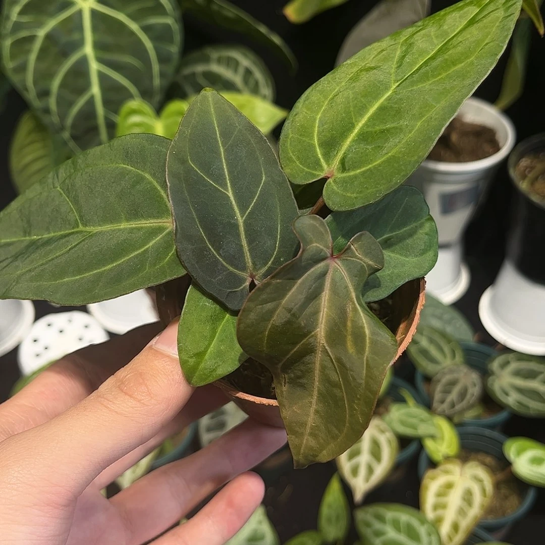 不开花植物贝斯杂波特