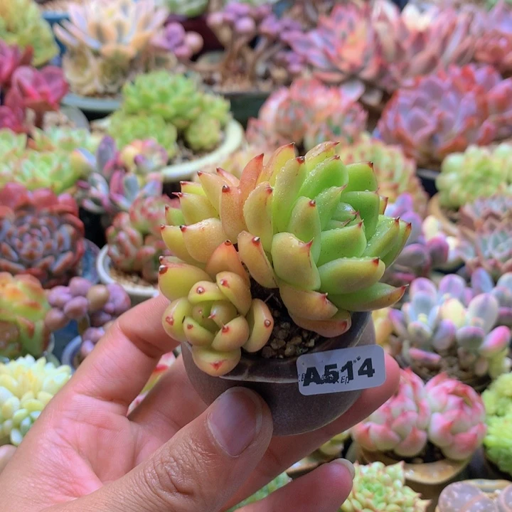 一物一拍含盆土满38包邮A514