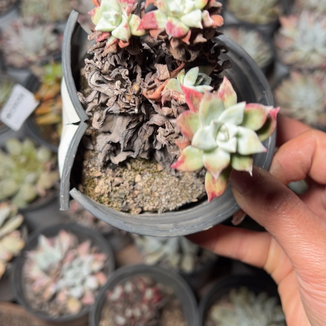 608哈哈哈哈哈哈哈哈