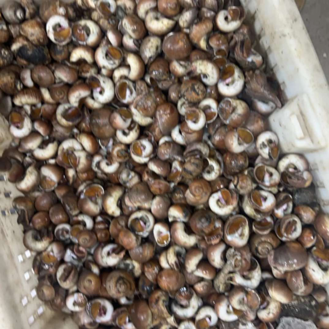 山东日照螺，5斤包邮