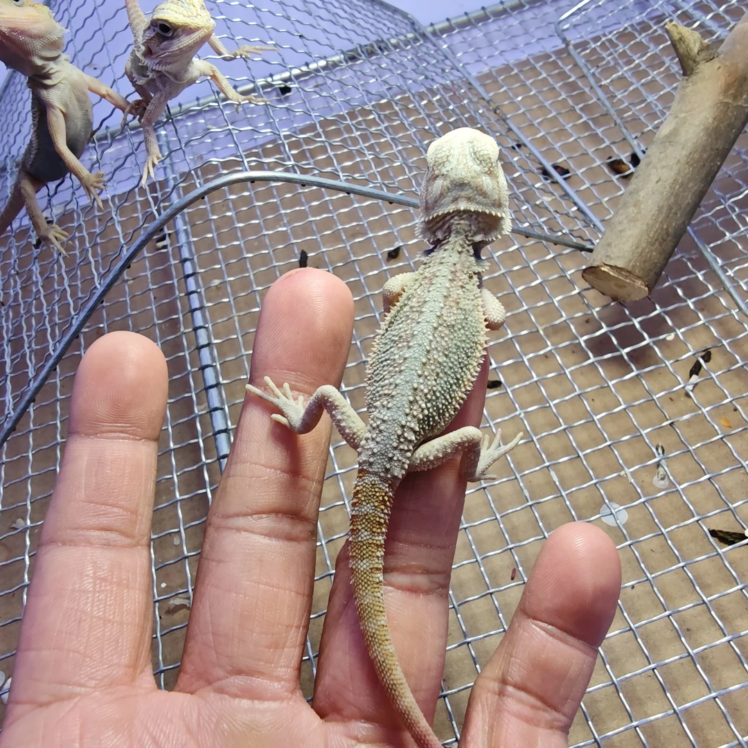 鬃狮蜥玩具福袋专属