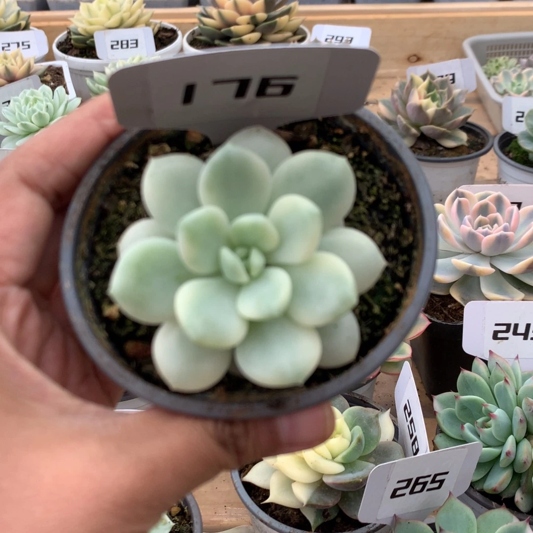 176新香水锦锦锦锦