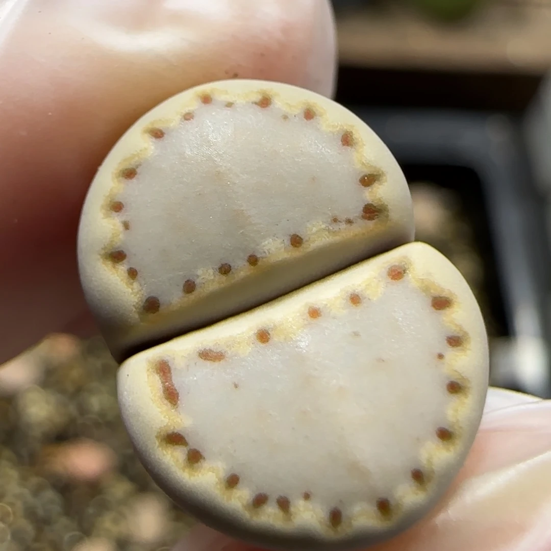 12.19。.015饼干福利。5029