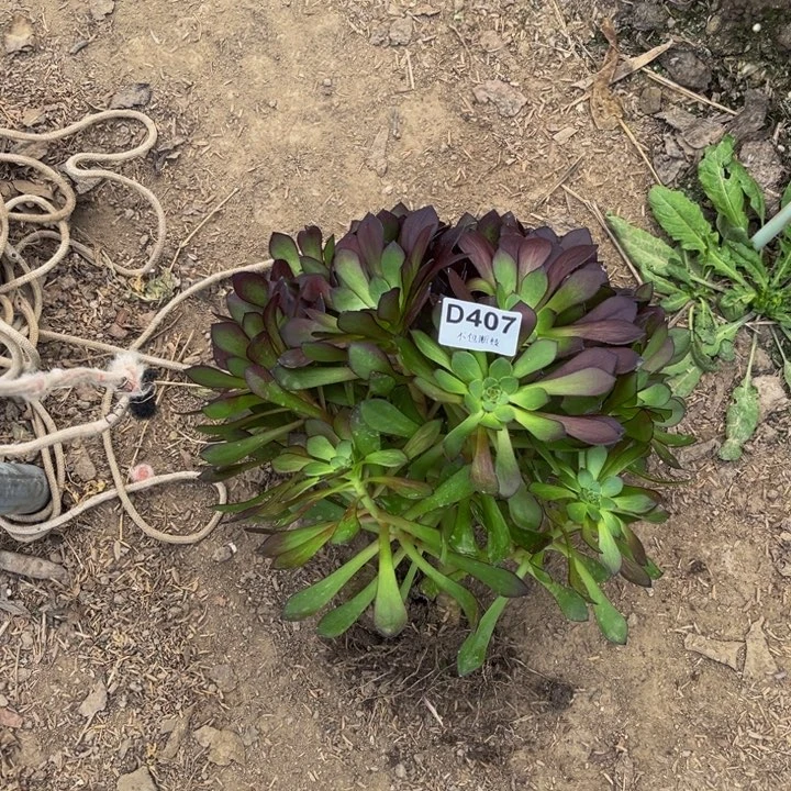 407黑萝莉绣球量多肉法师不包断枝