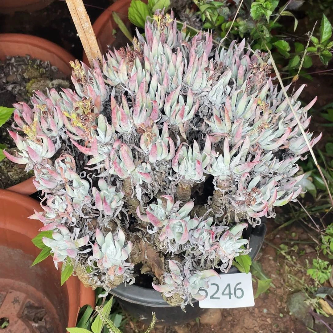雨*奴婢老桩多头5246