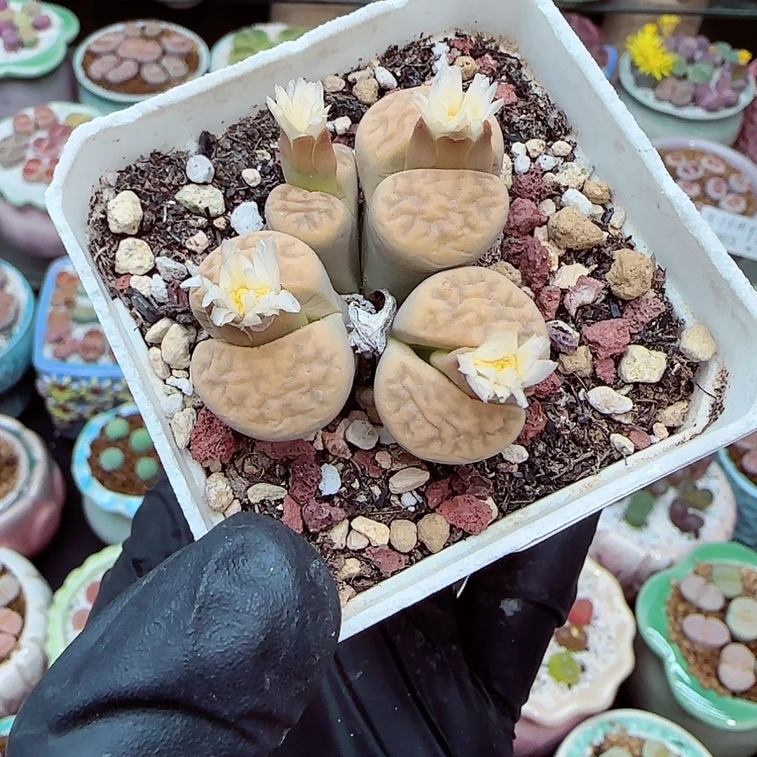 生石花满18包邮1203-154