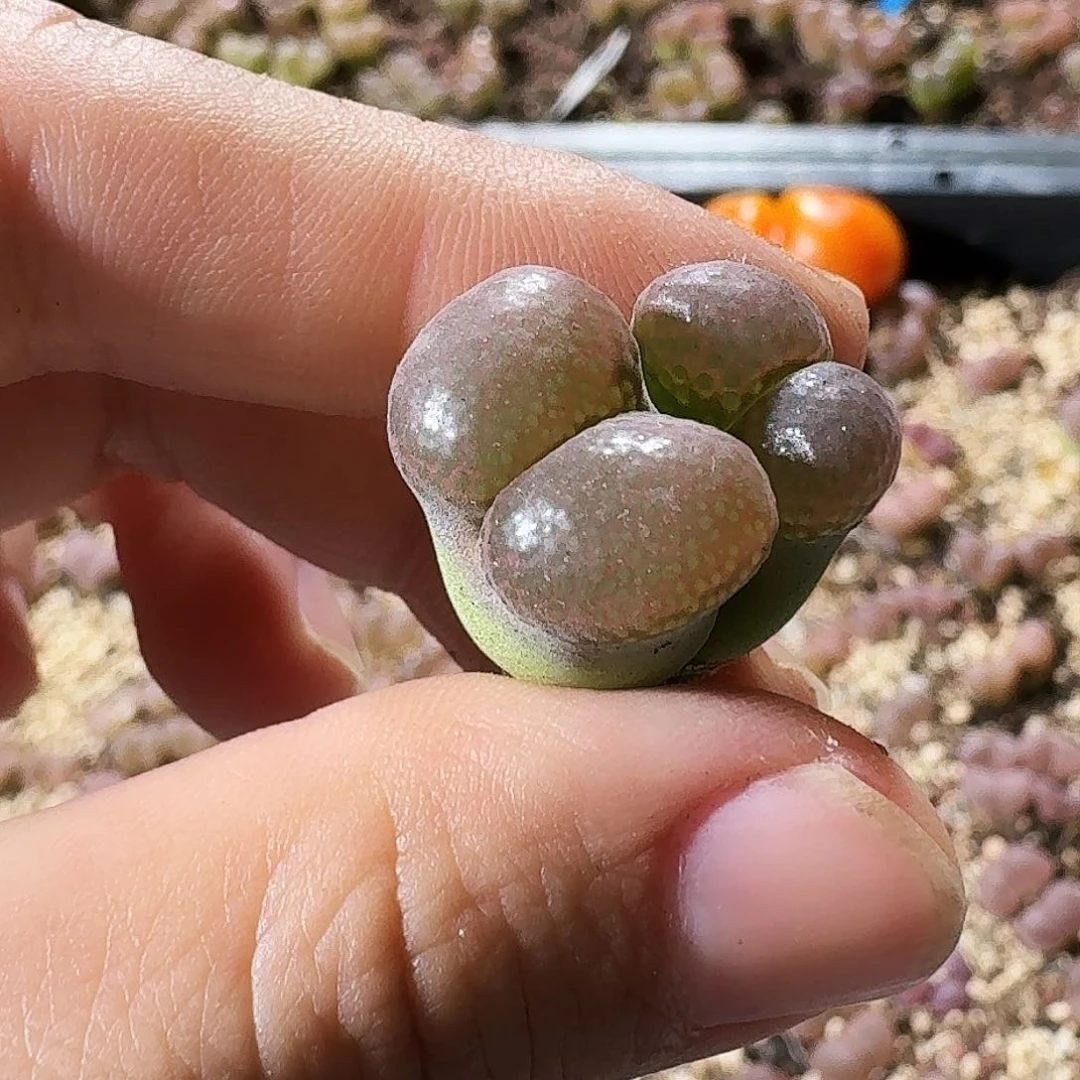 全部花朵多肉植物248