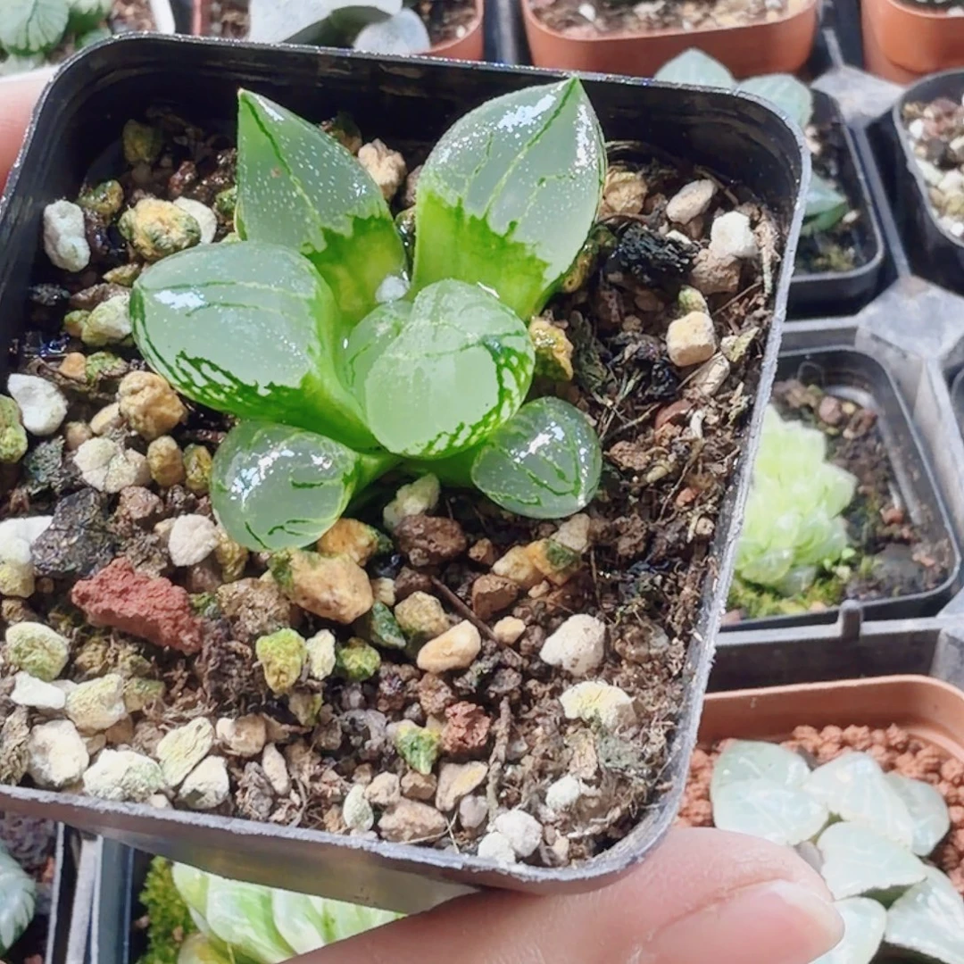 十二卷虞美人新粉福利