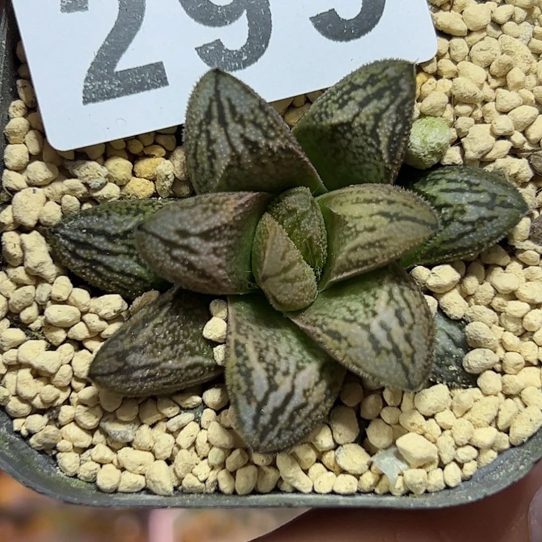 白蛇寿十二卷多肉植物