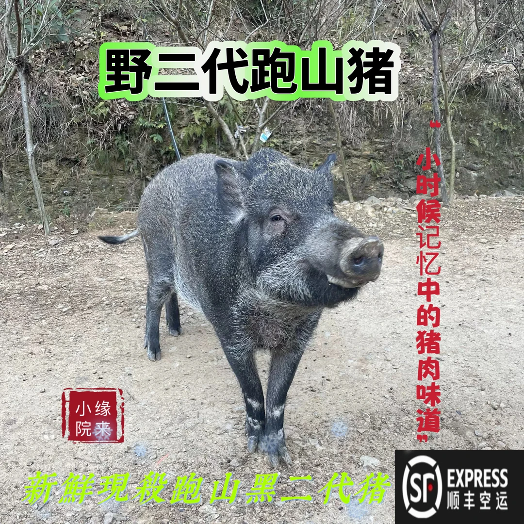 氧吧放养二代野跑山猪