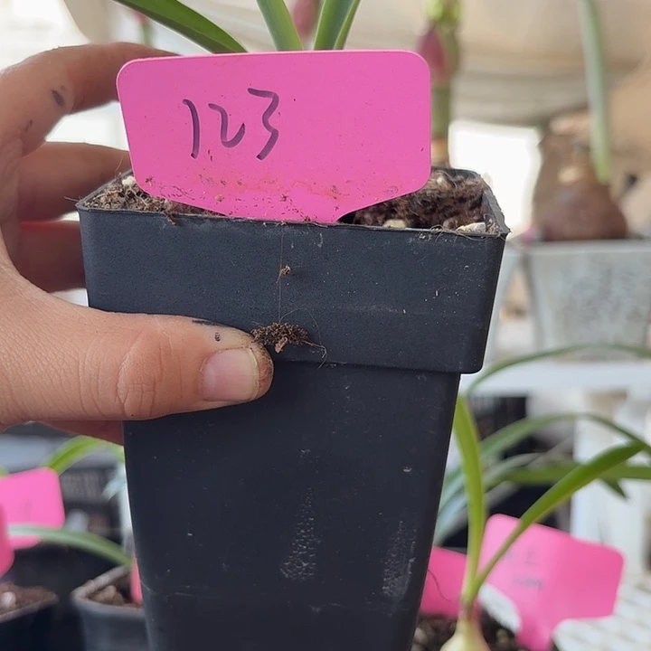 无花朵123直径2cm