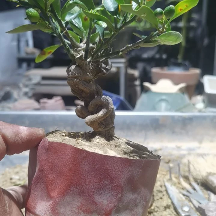 秀***明完全开放金豆小橘子绿植的