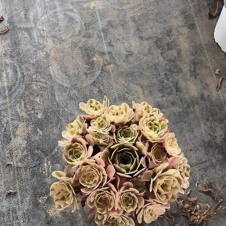 粉女巫哈哈哈哈哈哈