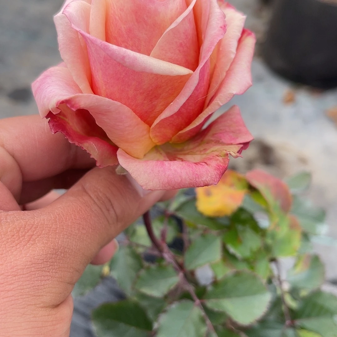 无花朵——锦瑟 福利款