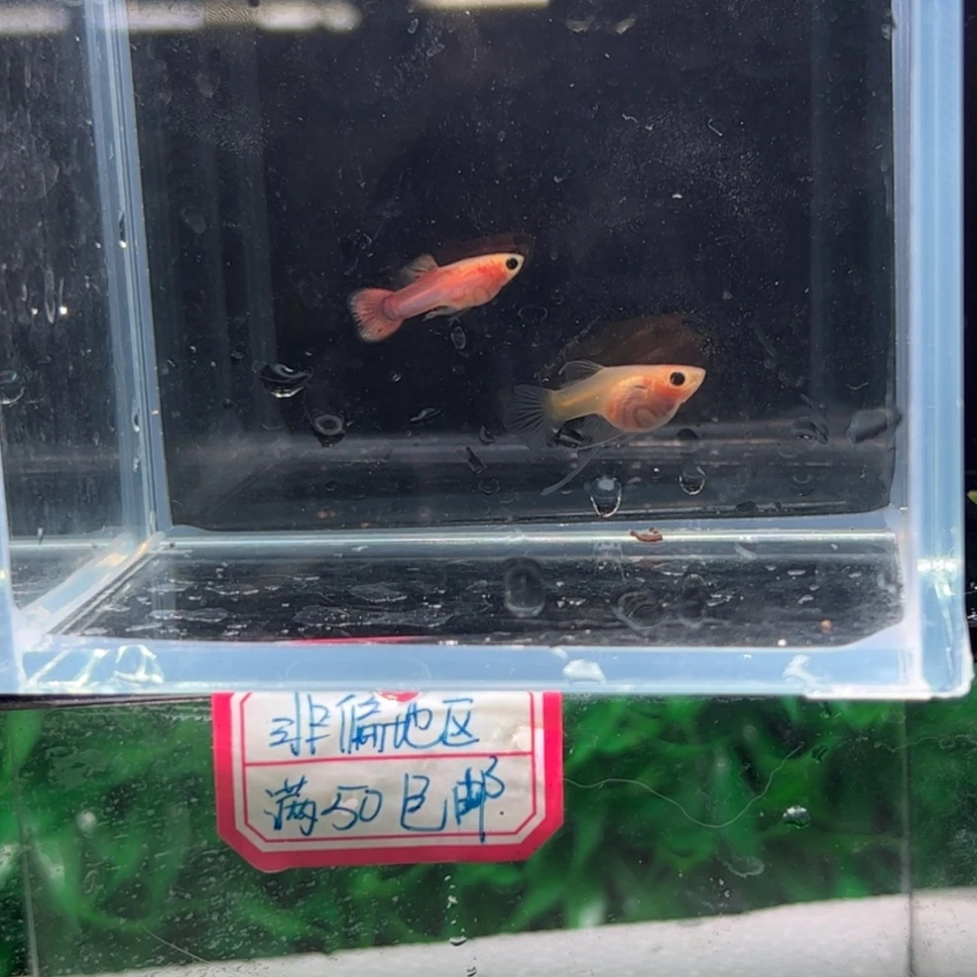 孔雀鱼糖果蕾丝111111111