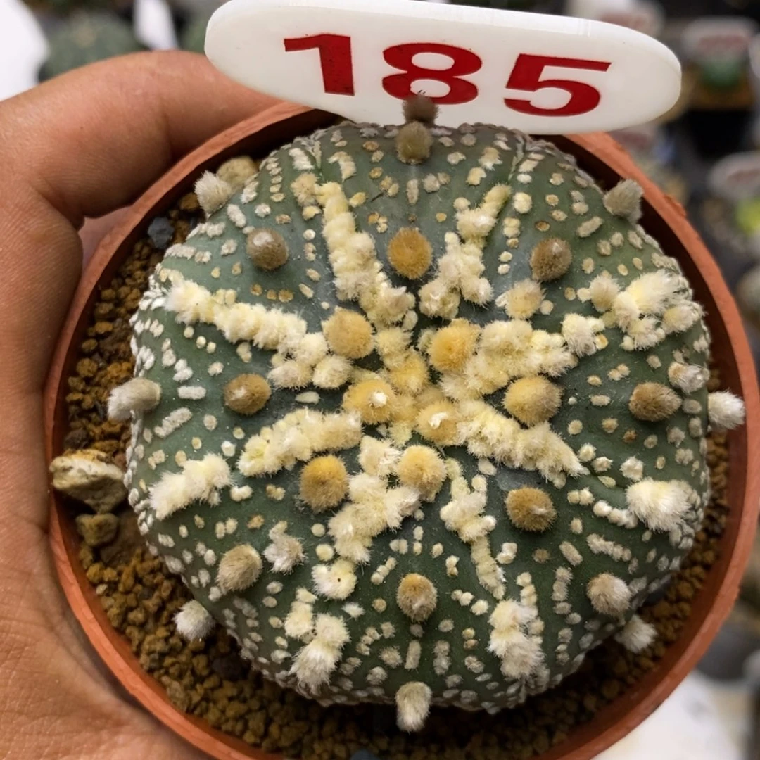 185花园福利特价咯打榜