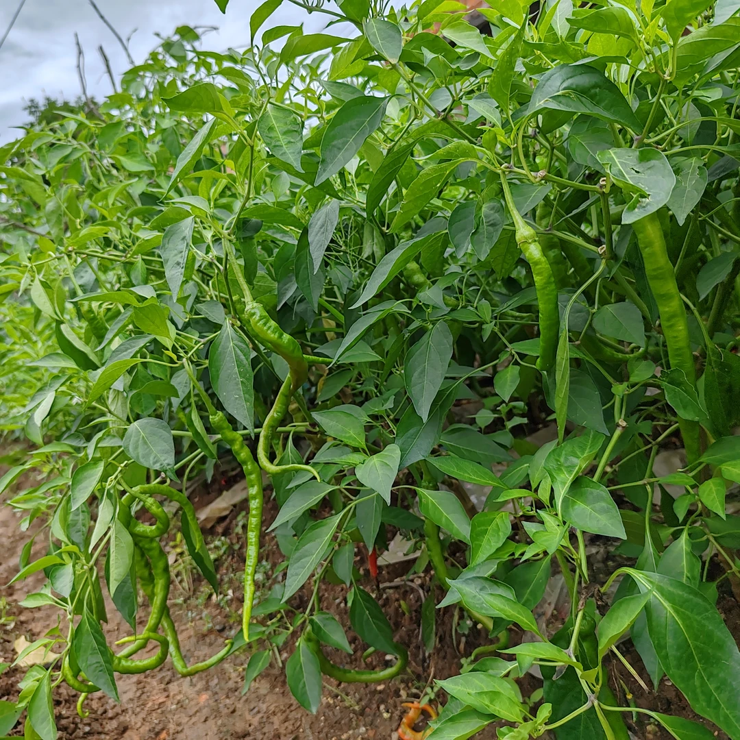 湖南攸县露天辣椒本地辣椒土肥种植老品种