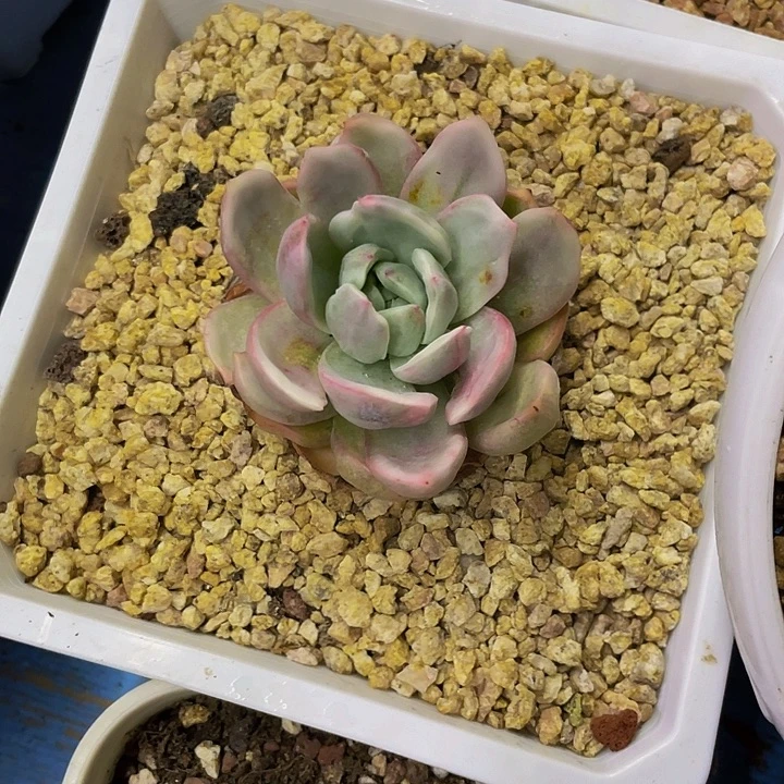 香槟锦哦哦哦哦哦哦哦