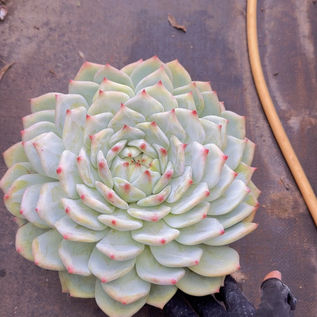 月***面泡面姐姐多肉植物