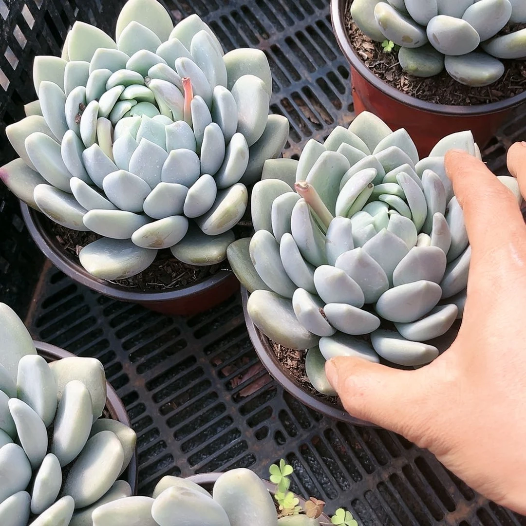 胖美人7.99多肉植物