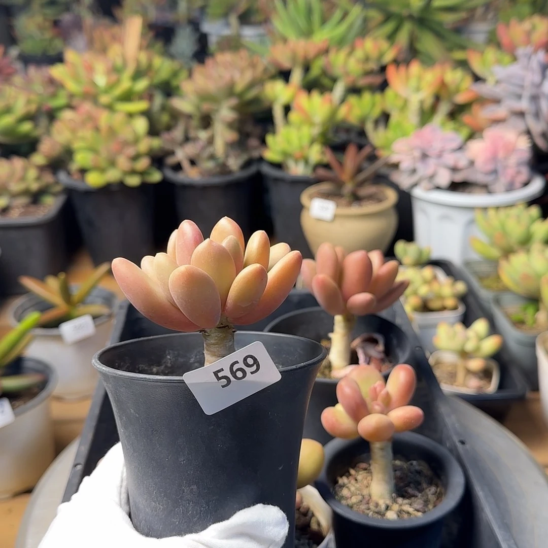 舞**虑569号 一物一拍