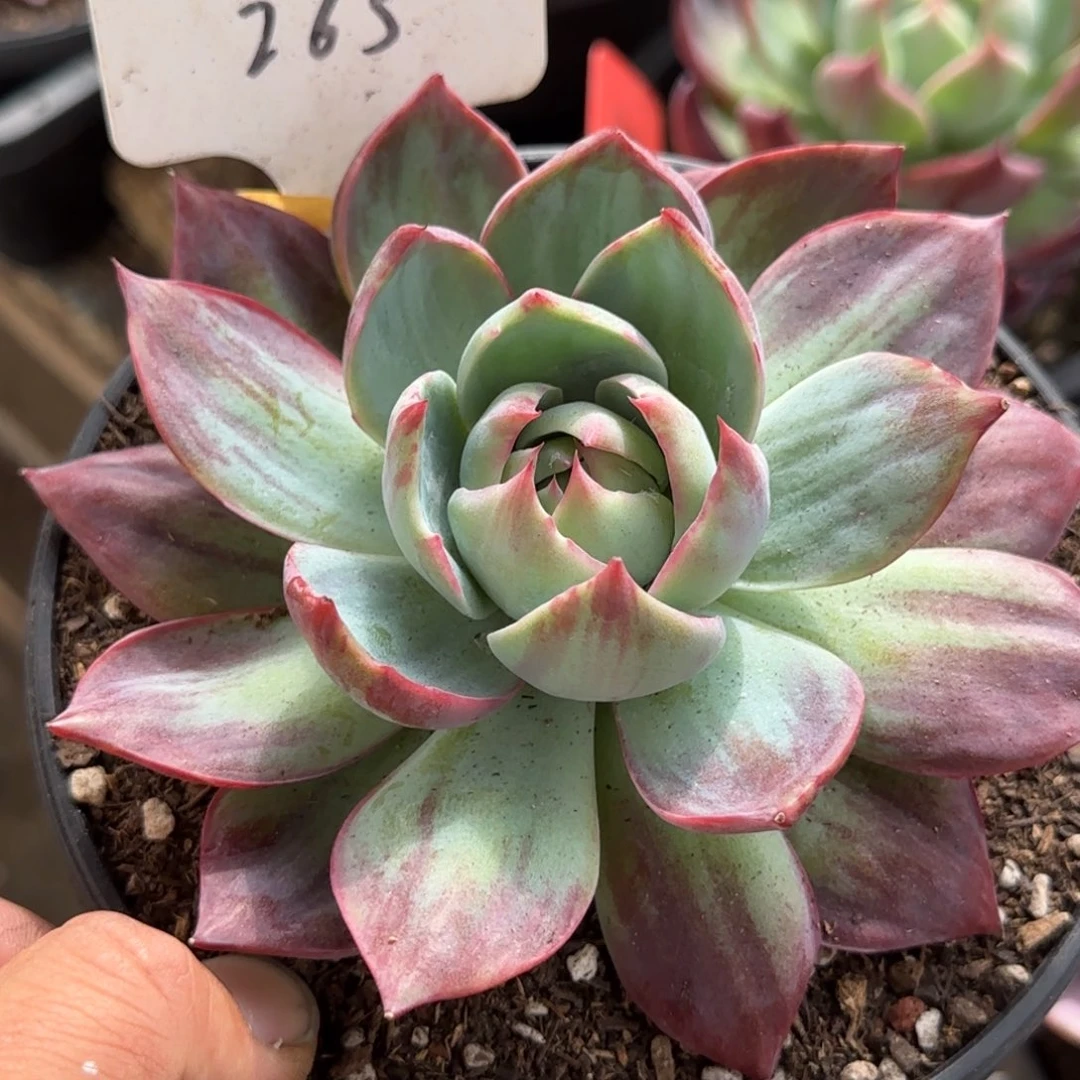 惊鸿一物一拍包装收缩花旱265