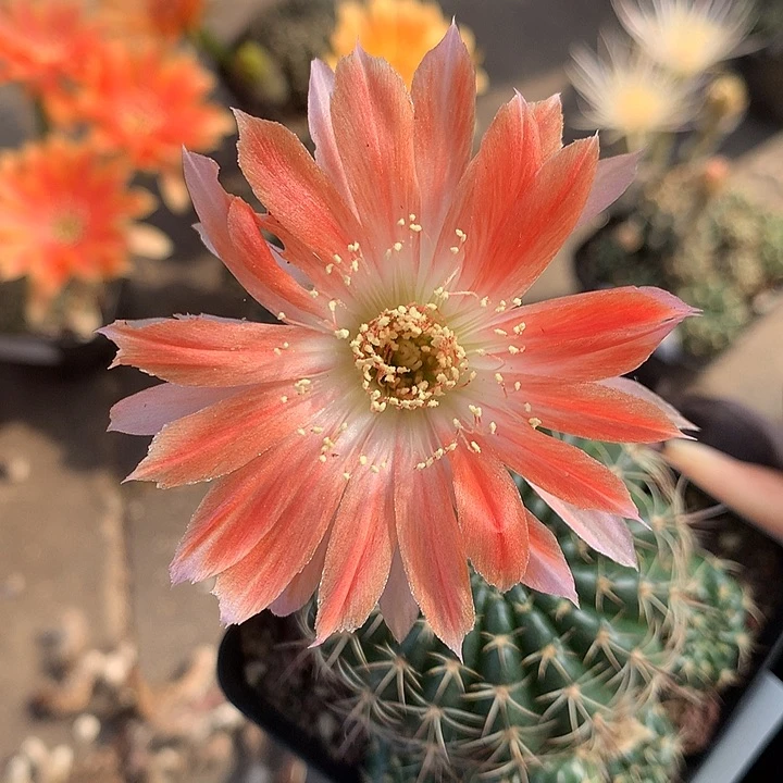 30 实生丽花7厘米盆