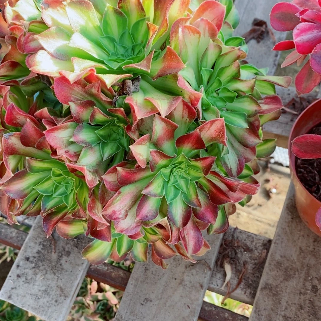 完全开放韶华多肉1颗多肉