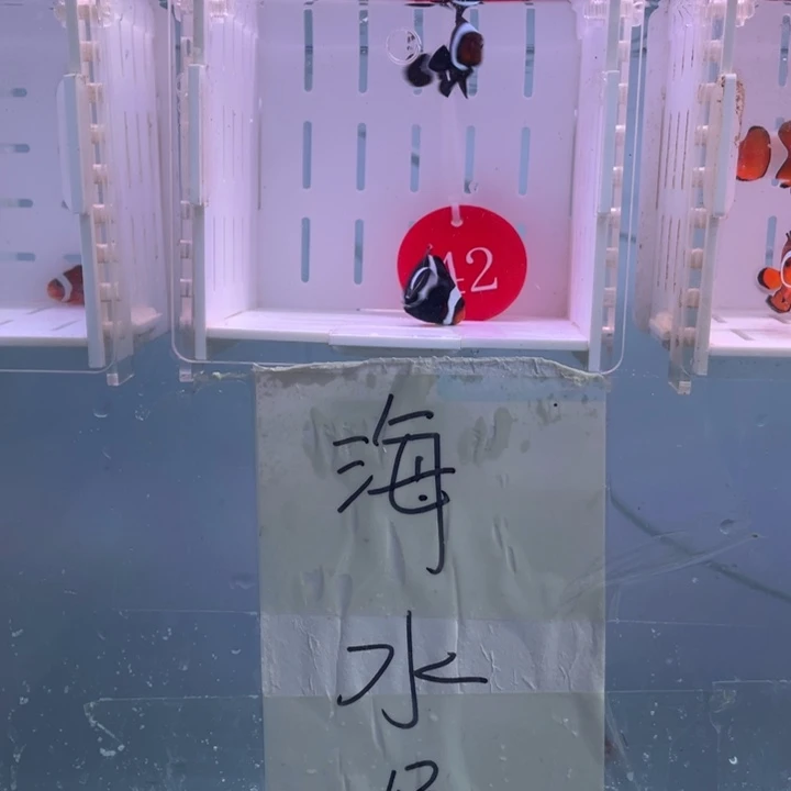 海水鱼精品奥黑一对