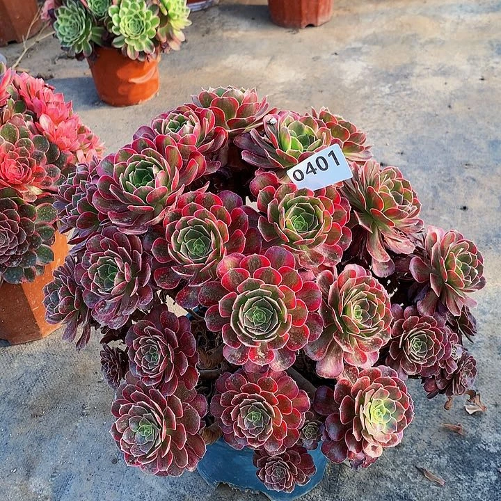 谁***舞多肉安娜40100000