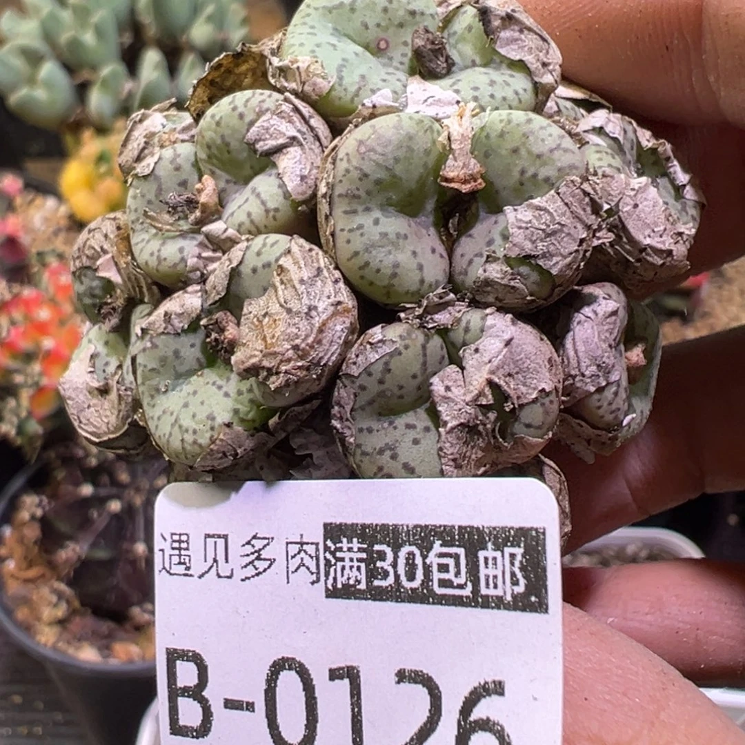 多肉植物1111111111