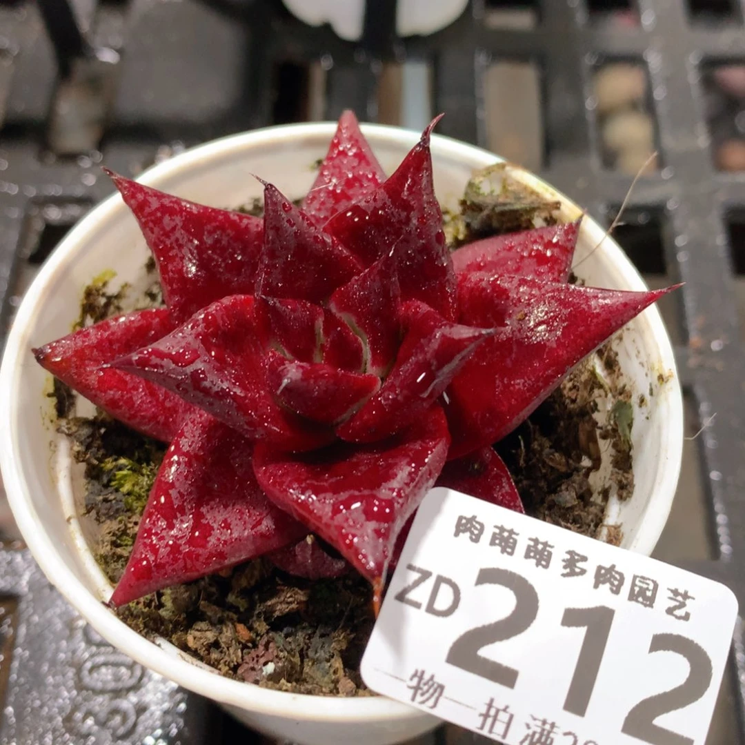 肉萌萌拇指盆精控多肉ZD212