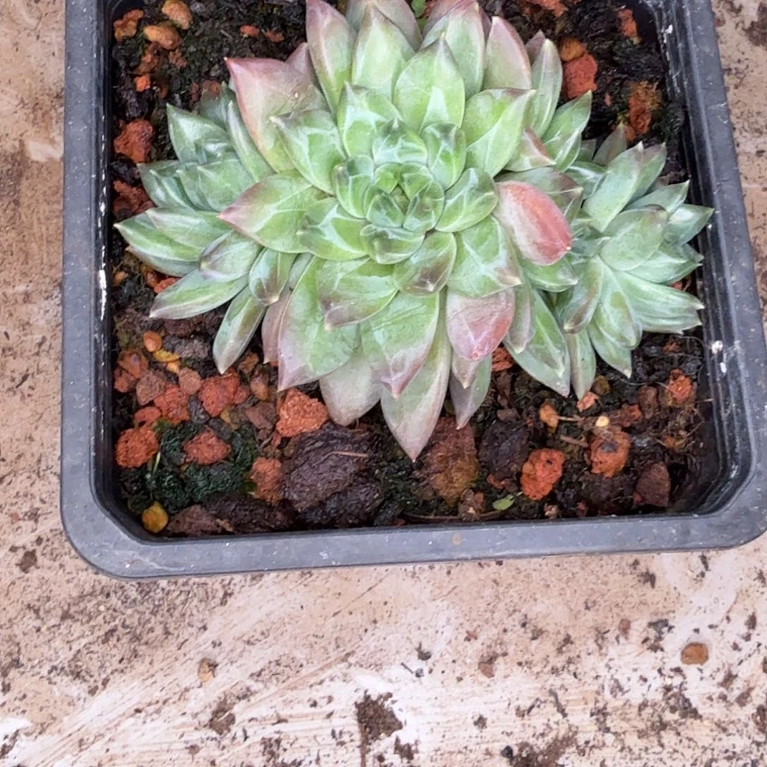 美人多肉植物默认发货