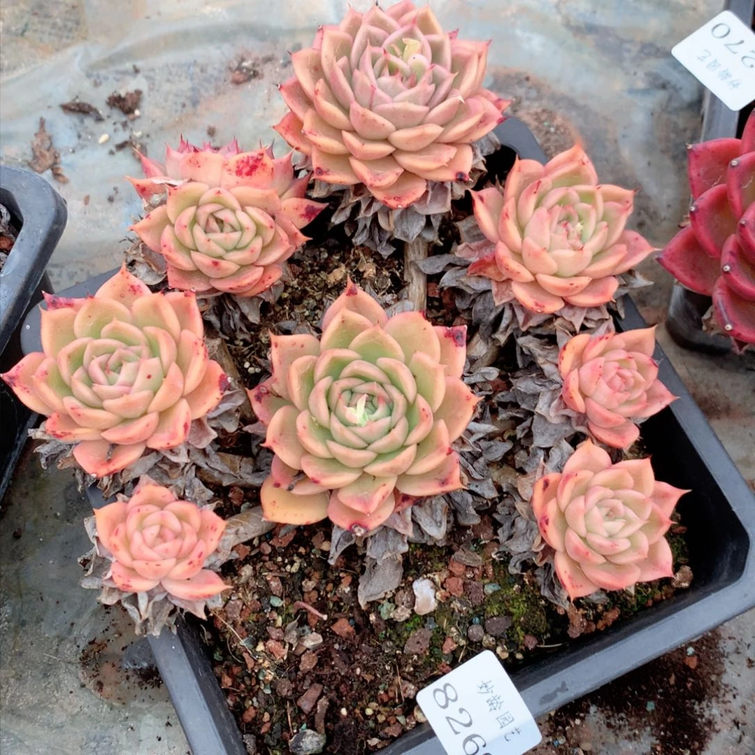 T****28269不包整散掉头特价处理