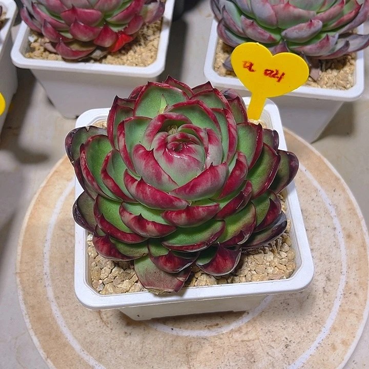 海**辰惊鸿仙子多肉植物021