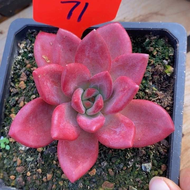泡***芙这个点睡起来都会