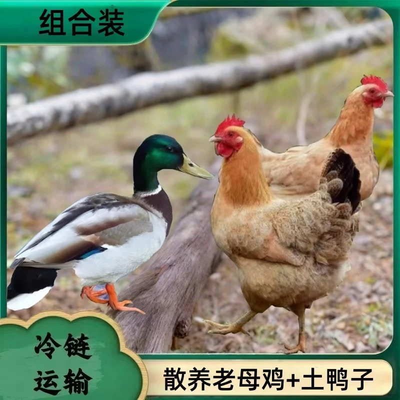 【大葱】农家放养老母鸡3只+1只土鸭 发4只净重共9-10斤 冷链运输