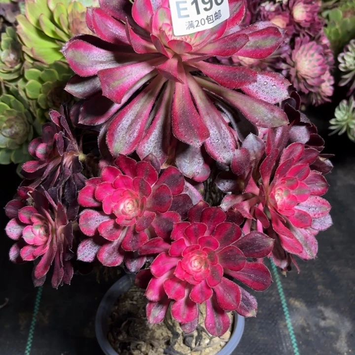 瑞妈一物一拍 196