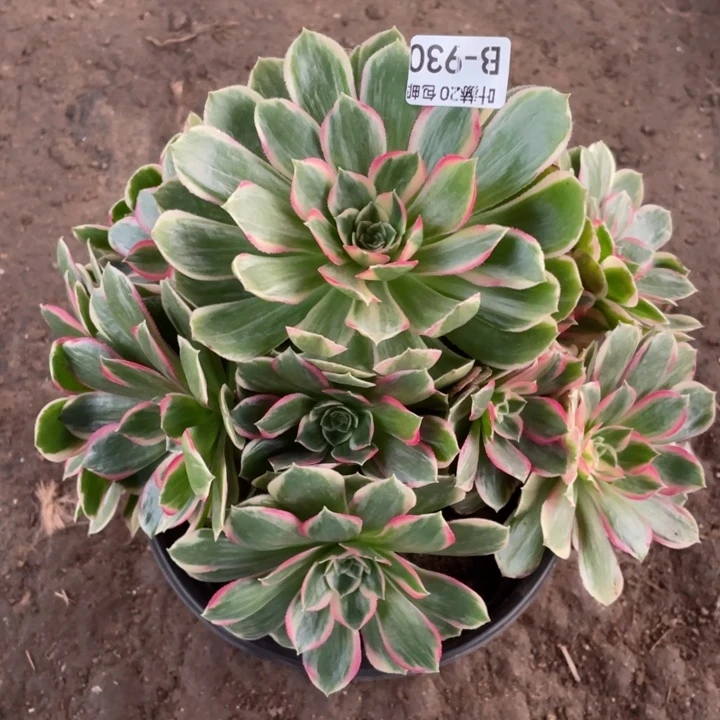 930月华多肉123446789