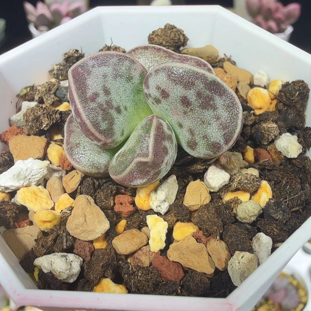 爱微花蛋水泡多肉植物