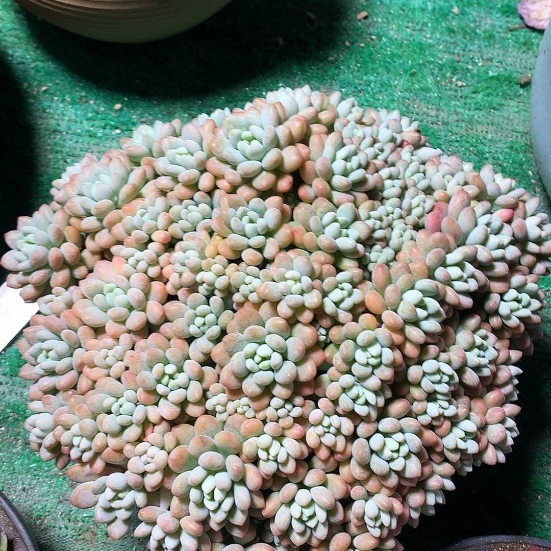 洛可可多肉一物一拍