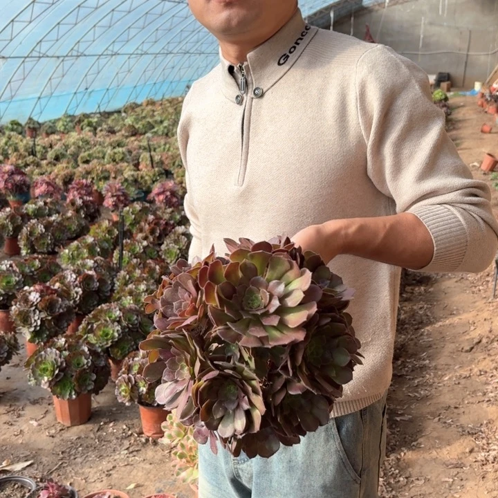精品荷兰玫瑰好看好养