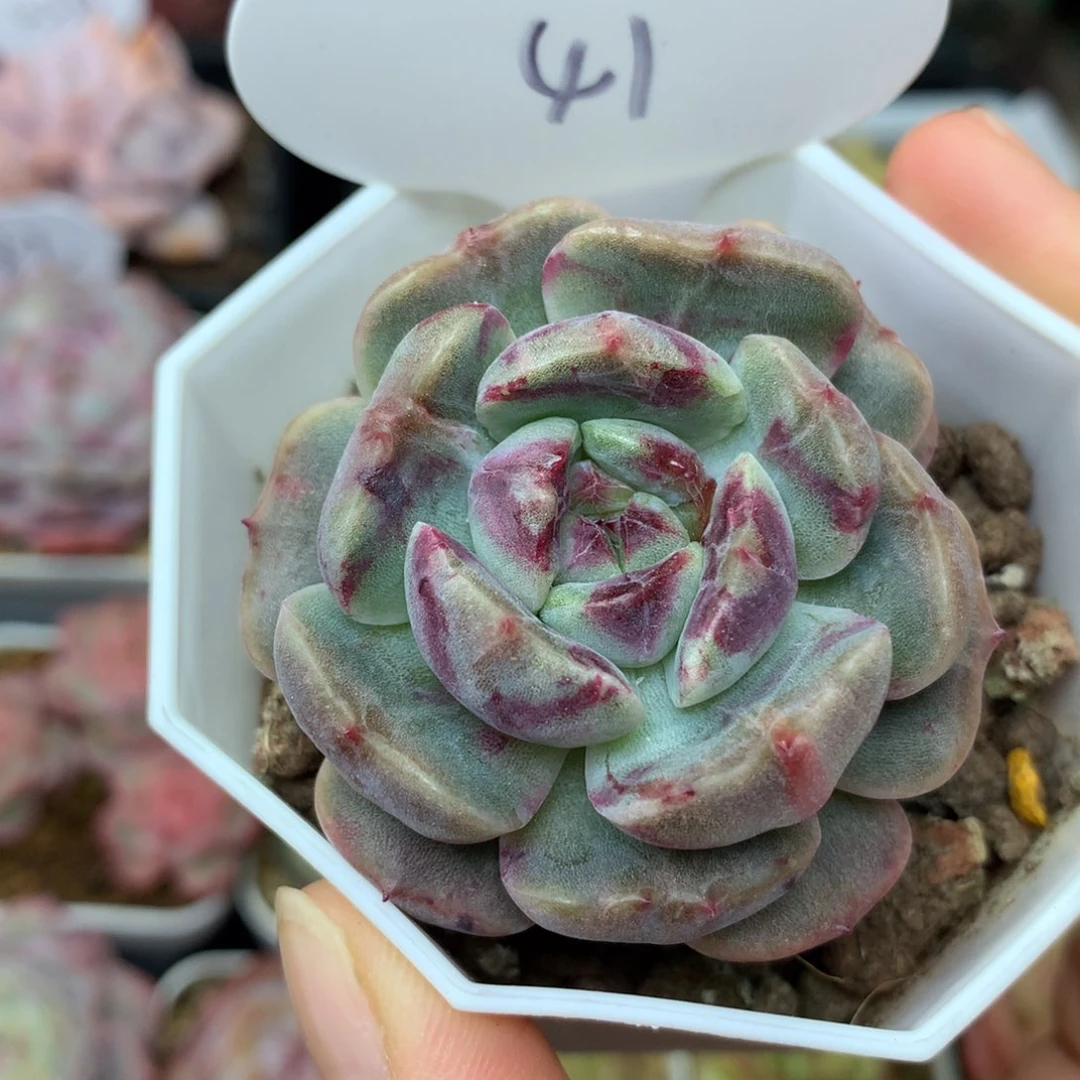 糖心红色恋人单头41